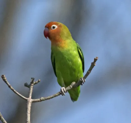 File:Lilian's Lovebird (Agapornis lilianae) (23710441481).jpg