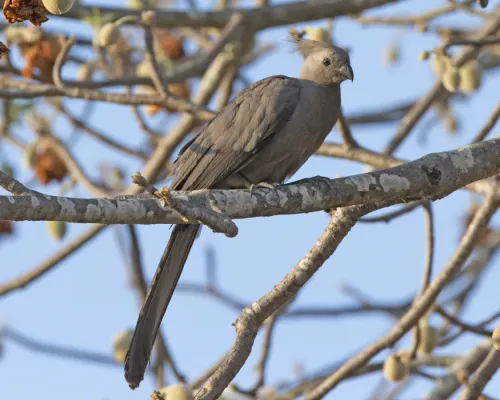 File:Grey Go-away-bird (Crinifer concolor) (23497177360).jpg