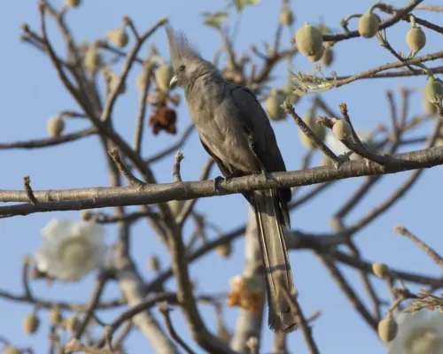 File:Grey Go-away-bird (Crinifer concolor) (23497176940).jpg