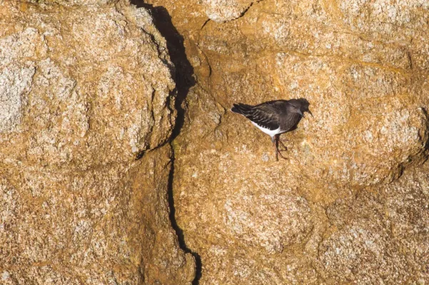 File:Arenaria melanocephala (30862057873).jpg
