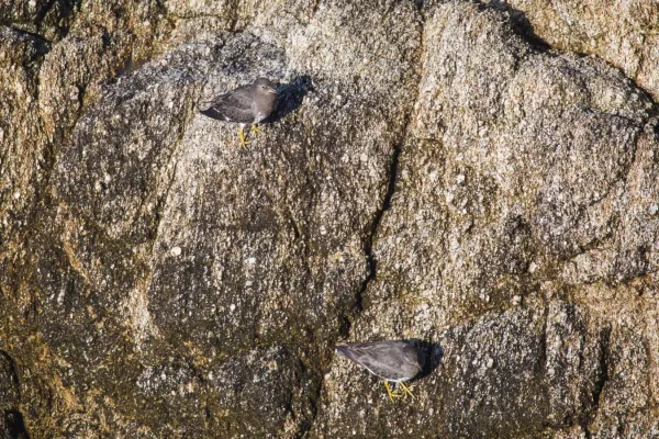 File:Calidris virgata (30862052323).jpg