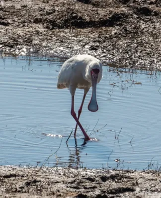 File:Espátula africana (Platalea alba), parque nacional de Chobe, Botsuana, 2018-07-28, DD 40.jpg