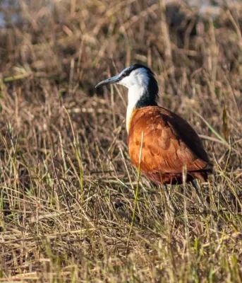 File:Jacana africana (Actophilornis africanus), parque nacional de Chobe, Botsuana, 2018-07-28, DD 75.jpg