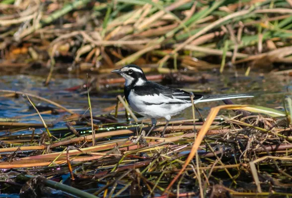 File:Lavandera africana (Motacilla aguimp), parque nacional de Chobe, Botsuana, 2018-07-28, DD 54.jpg