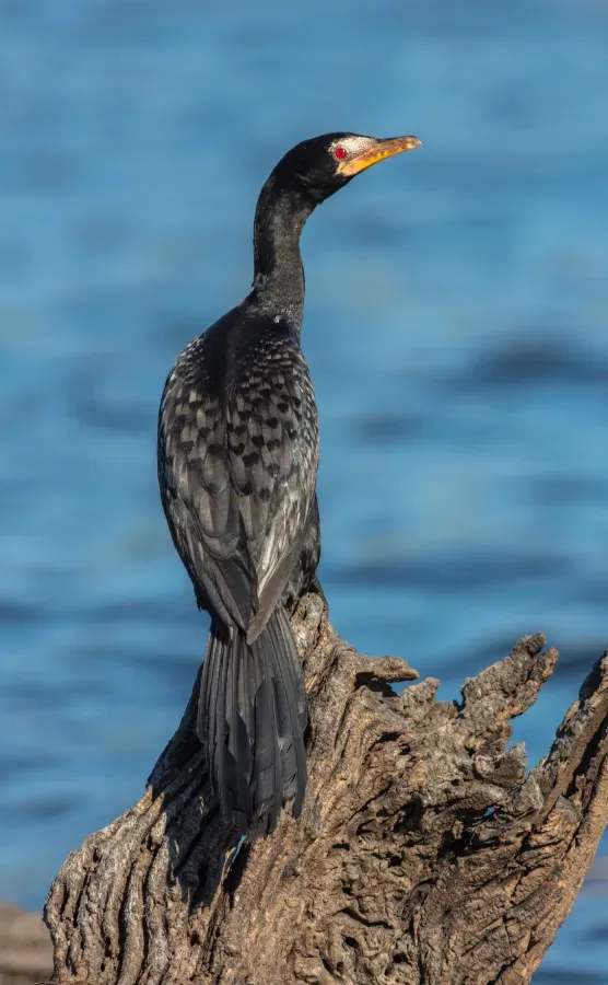 File:Cormorán africano (Microcarbo africanus), parque nacional de Chobe, Botsuana, 2018-07-28, DD 48.jpg