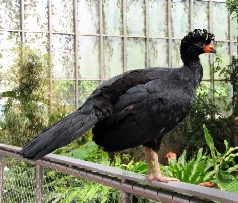 File:Crax globulosa at the National Aviary 3.jpg