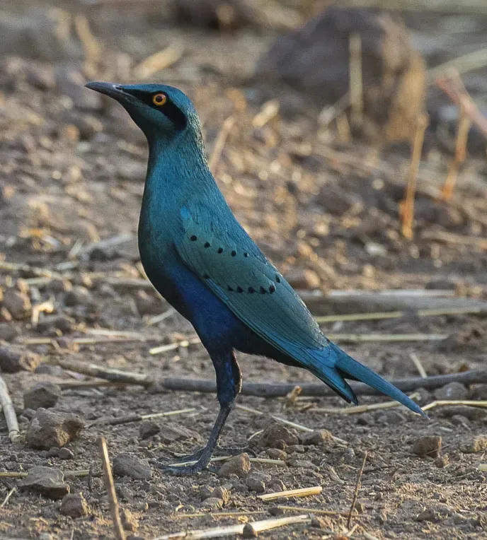 File:Lesser Blue-eared Glossy-Starling (Lamprotornis chloropterus) - Gambia.jpg
