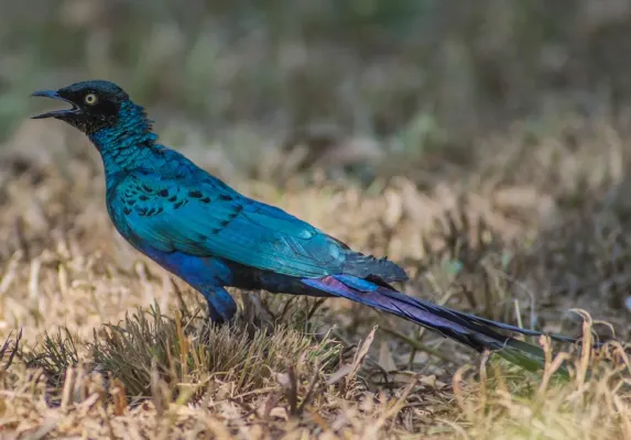 File:Long-tailed Glossy Starling (Lamprotornis caudatus).jpg