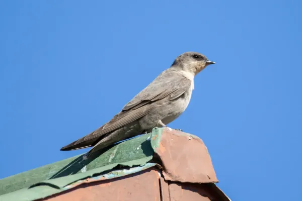 File:Ptyonoprogne fuligula, Kgalagadi Transfrontier Park (31036051587).jpg