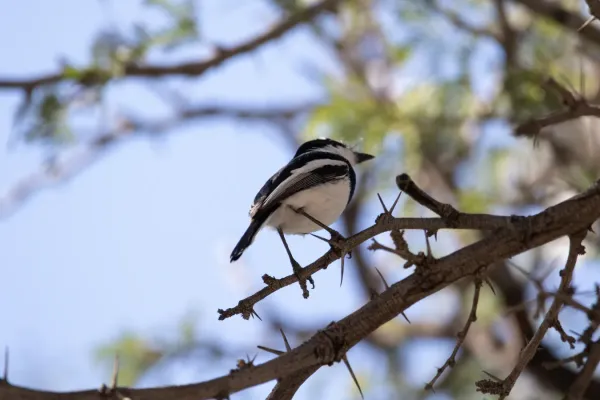 File:Pririt batis, Kgalagadi Transfrontier Park, South Africa (45250604874).jpg