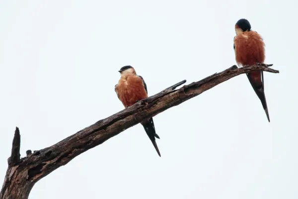 File:Cecropis semirufa (45250296414).jpg