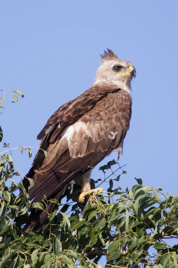 File:Hieraaetus wahlbergi (45974520611).jpg