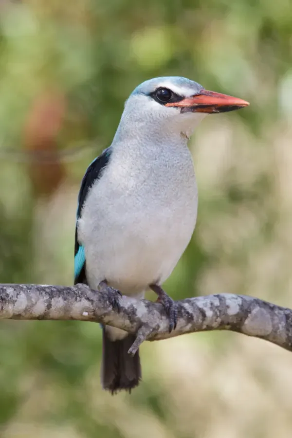 File:Halcyon senegaloides (45925279832).jpg