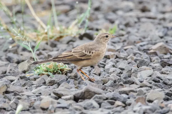 File:Anthus leucophrys (45250114624).jpg