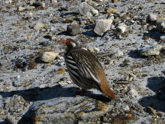 File:Tetraogallus tibetanus.jpg