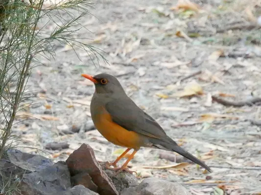 File:Turdus abyssinicus, Gondar, Ethiopia 2018-02-04.jpg
