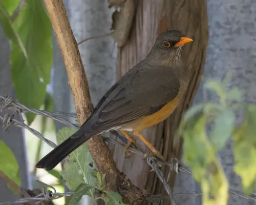 File:Abyssinian Thrush Turdus abyssinicus, Debre Libanos, Ethiopia.jpg