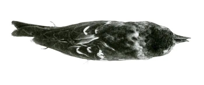 File:Loxia megaplaga Smithsonian.jpg