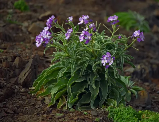 File:Matthiola incana. Madeira, Portugal.jpg