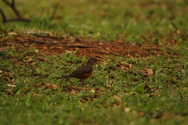 File:Turdus rufiventris (30579384832).jpg