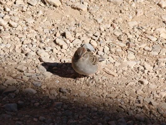 File:Spizella breweri (29832771576).jpg