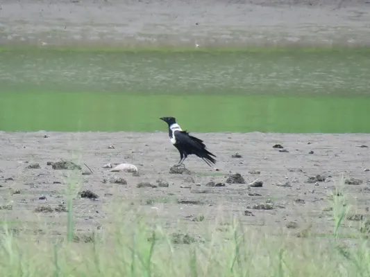 File:Corvus torquatus (42892829980).jpg
