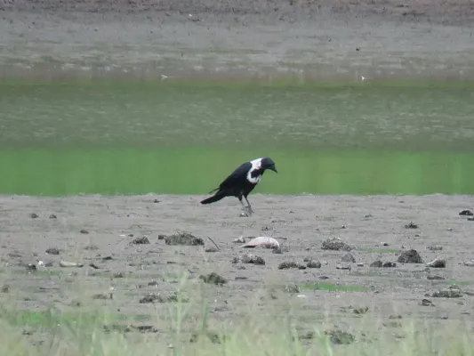 File:Corvus torquatus (44653766012).jpg