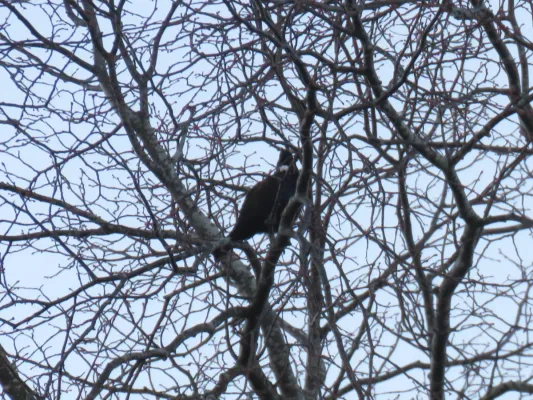 File:Prosthemadera novaeseelandiae (44630920632).jpg