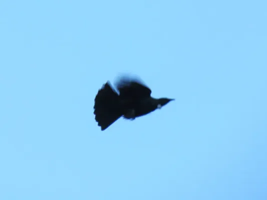File:Prosthemadera novaeseelandiae (44630918812).jpg