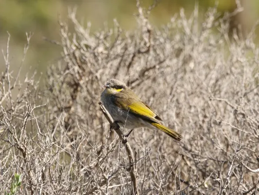 File:Gavicalis virescens (43751562015).jpg