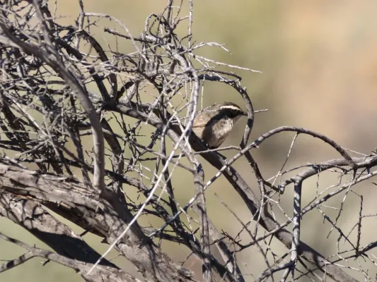 File:Pomatostomus superciliosus (44551207752).jpg