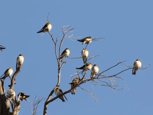 File:Petrochelidon nigricans (42790822780).jpg