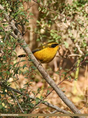 File:Golden Bush-robin (Tarsiger chrysaeus) (26845432867).jpg