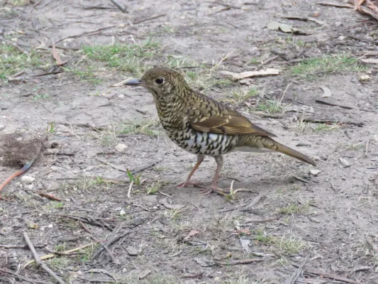 File:Zoothera lunulata (42385277332).jpg