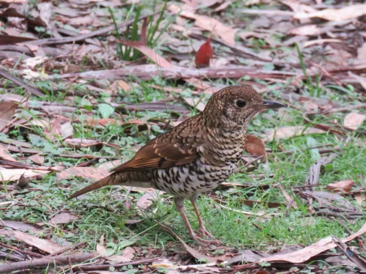 File:Zoothera lunulata (41533386355).jpg
