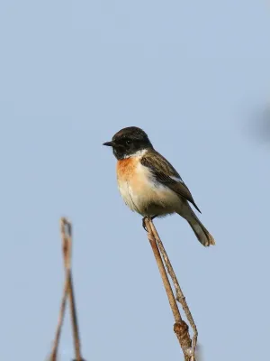 File:White-tailed Stonechat (Saxicola leucurus) (39810291391).jpg