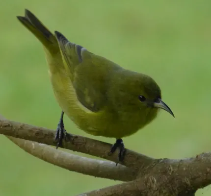 File:Hawaii Amakihi (Chlorodrepanis virens) Molokai, Hawaii.jpg