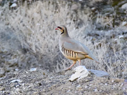 File:Chukar Partridge (Alectoris chukar) (39660989151).jpg