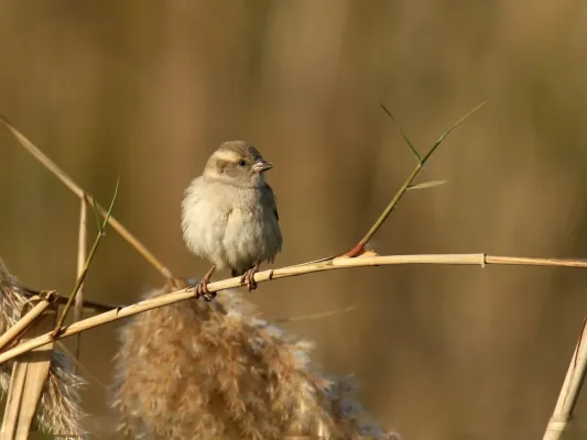 File:Sind Sparrow (Passer pyrrhonotus) (38929692724).jpg