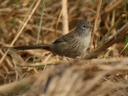 File:Rufous-vented Prinia (Laticilla burnesii) (24769757207).jpg