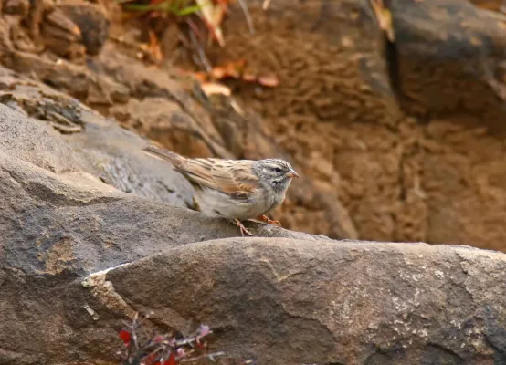 File:Striolated Bunting (Emberiza striolata) (24769786507).jpg