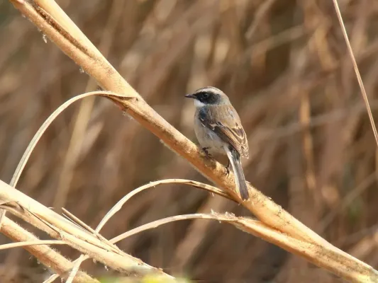 File:Grey Bushchat (Saxicola ferreus) (27859688579).jpg
