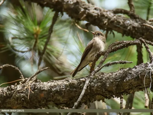 File:Dark-sided Flycatcher (Muscicapa sibirica) (38741845755).jpg