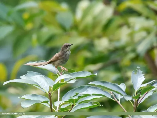 File:Striated Prinia (Prinia crinigera) (39638102691).jpg