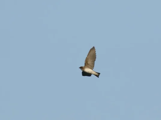 File:Pale Martin (Riparia diluta) (39607884912).jpg