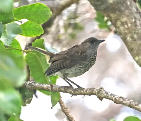 File:Oma'o (Myadestes obscurus) immature - Pu'u O'o trail, Kipuka Ainahou section, Hawai'i co, Hawaii.jpg