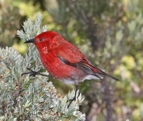 File:Apapane (Himatione sanguinea) Hosmer Grove, Haleakala Nat Park, Maui co, Hawaii.jpg