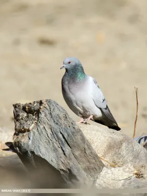 File:Hill Pigeon (Columba rupestris) (24751866458).jpg