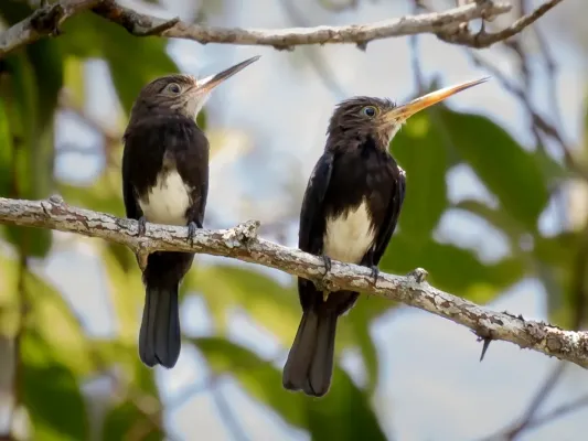 File:Brachygalba lugubris - Brown jacamar; Olimpia, São Paulo, Brazil.jpg