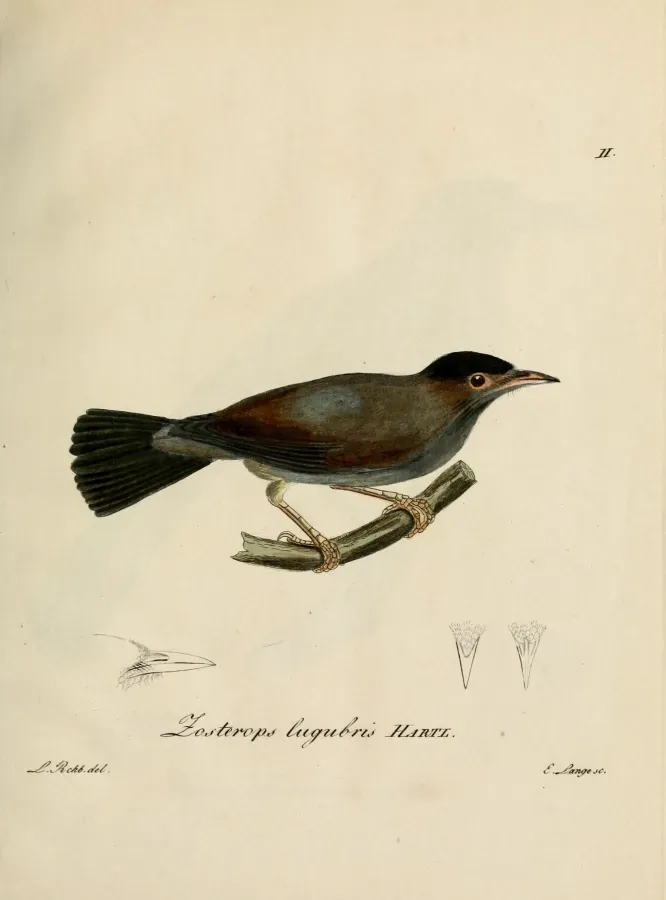 File:Zosterops lugubris - Beitrag zur Ornithologie Westafrica's.jpg